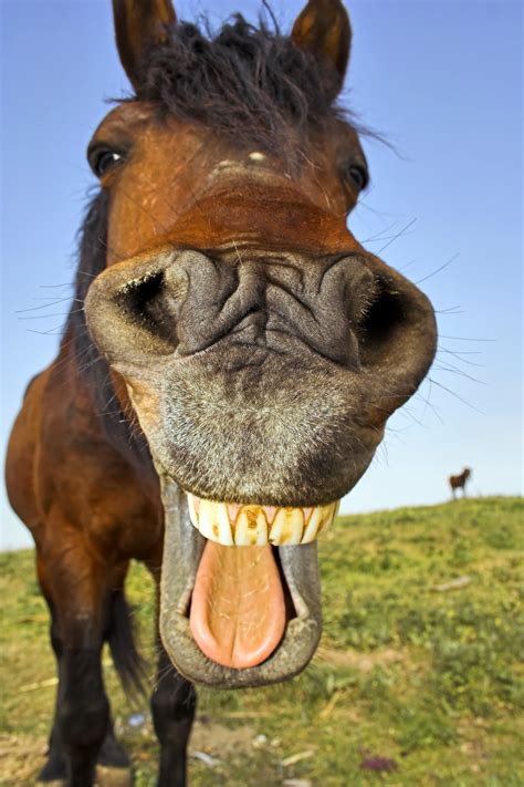 picture of a horse smiling